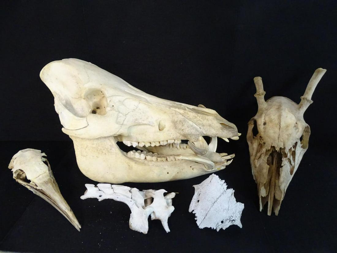 CURIOUS LOT SKULLS AND BONES INC..BOAR 8X13X6: CURIOUS LOT SKULLS AND BONES INC..BOAR 8X13X6