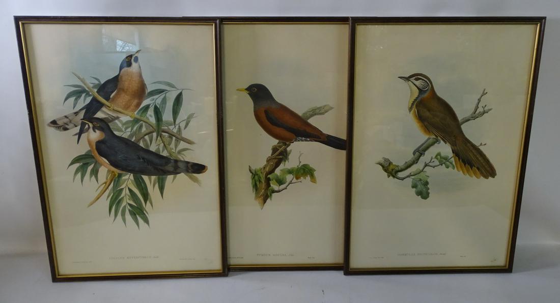 JOHN GOULD & HENRY C. RICHTER (3) BIRD LITHOGRAPHS CA. (1 of 12)