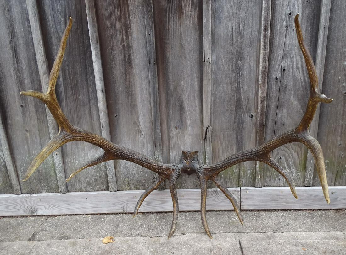 LARGE ELK ANTLERS      48.5X44X38 (1 of 6)