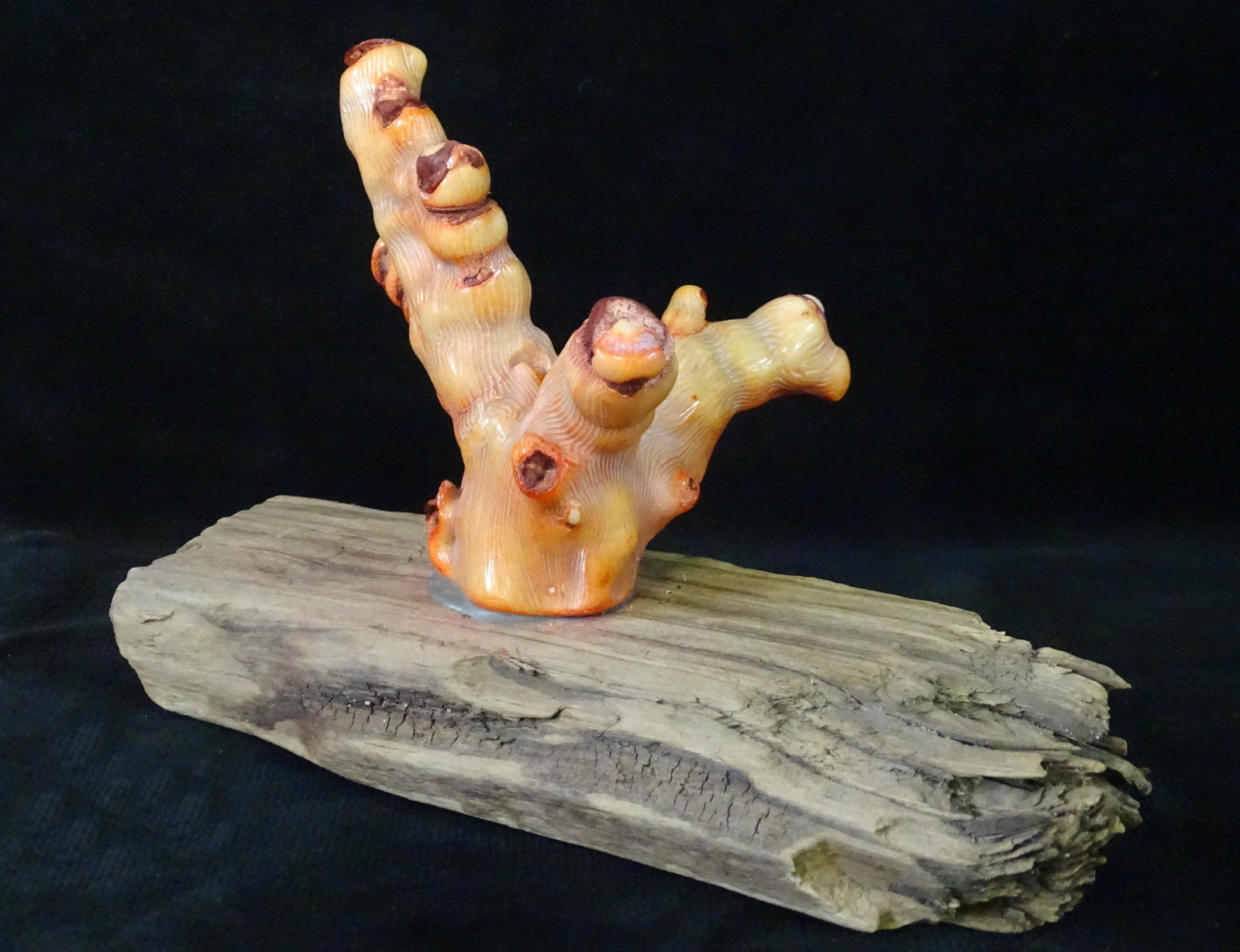 CORAL MOUNTED ON DRIFTWOOD 6" X 8.5" X 4": CORAL MOUNTED ON DRIFTWOOD 6" X 8.5" X 4"