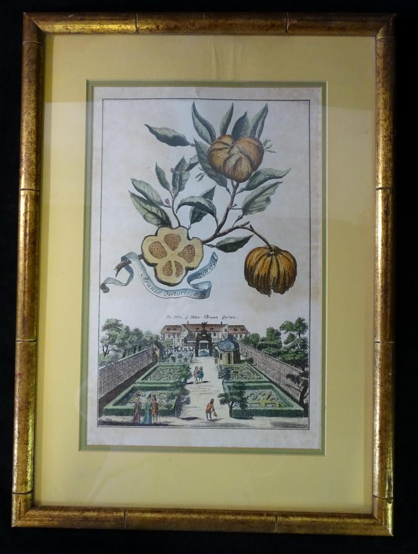 JOHANN VOLCKAMER "CITRUS" 18TH CEN. HAND-PAINTED BOTANICAL ENGRAVING CA. 17" X 11" SHEET (MOUNTED ON (1 of 8)