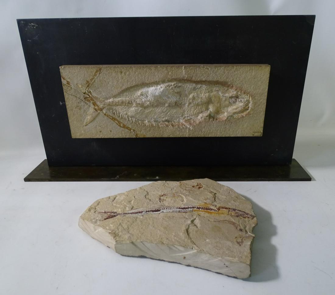 2 IMPRESSIVE FOSSILIZED FISH (1) MOUNTED 5 1/4" X 14" FOSSIL ONLY (1 of 9)