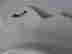 item-131189646=7
