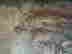 item-133883886=8