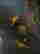 item-133883967=5