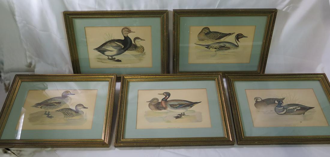 J. GOULD / FAWCETT LOT/5 HAND-COLORED LITHOGRAPHS BIRDS/WATERFOWL/DUCKS (1 of 14)