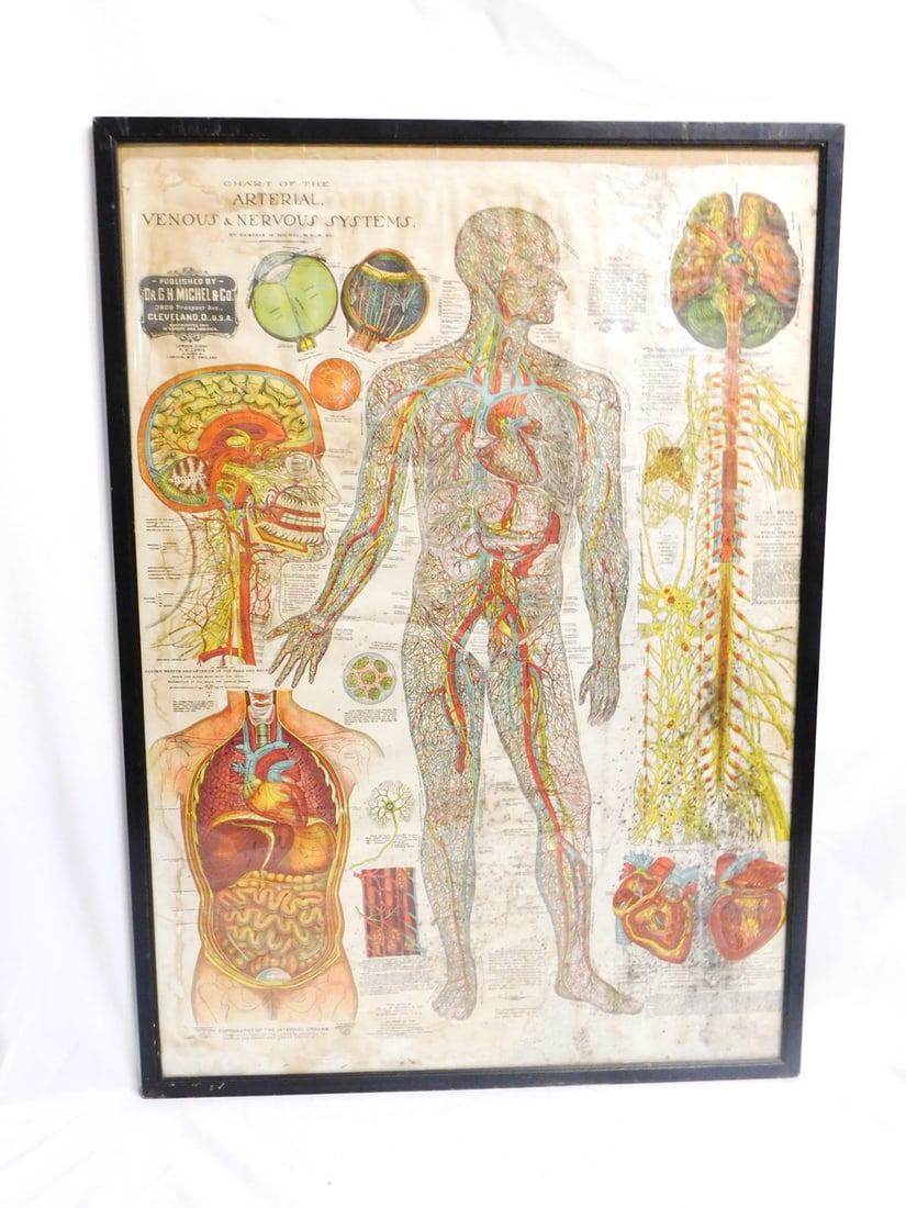 ESTATE OF SEYMOUR STEIN: LARGE FRAMED POSTER MEDICAL 'CHART OF THE ARTERIAL ? NERVOUS SYSTEM" 46" X (1 of 11)
