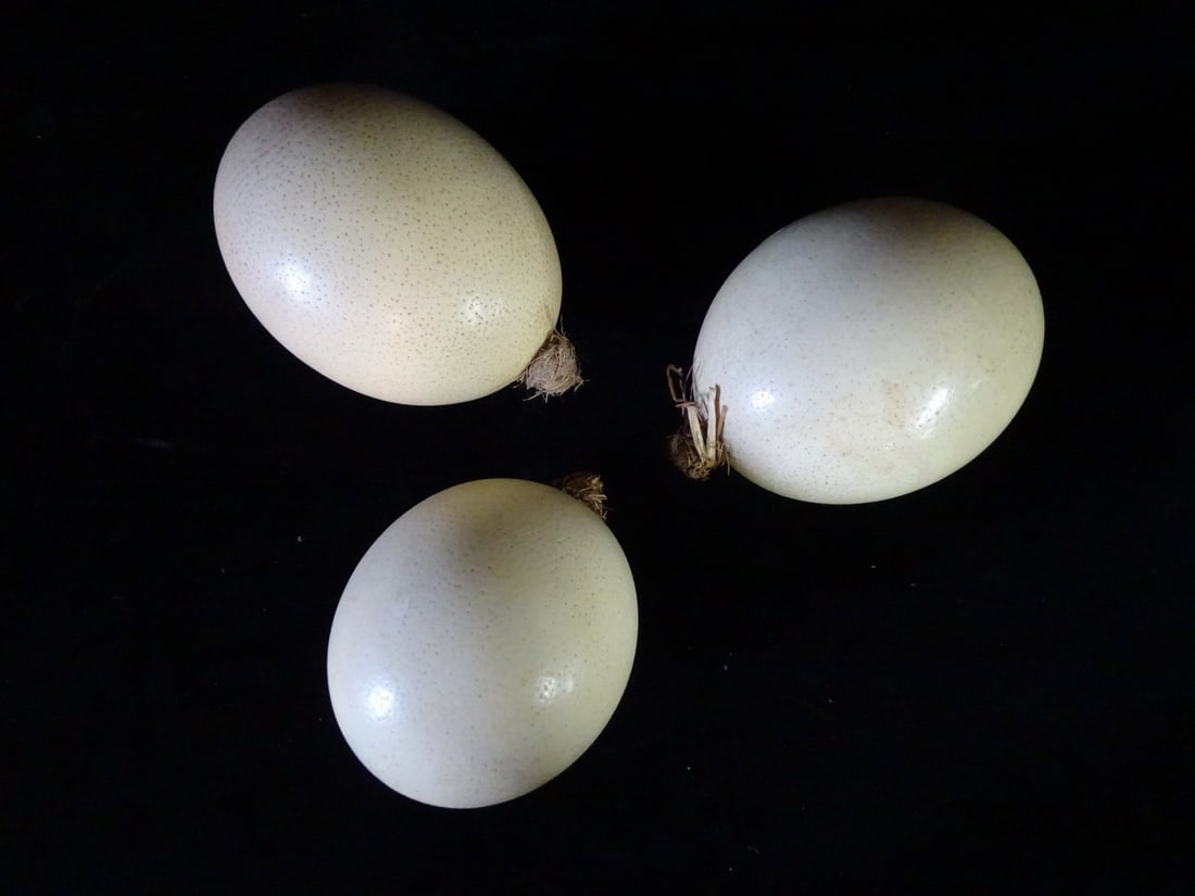 GROUP OF THREE OSTRICH EGGS 7 x 4 (1 of 3)