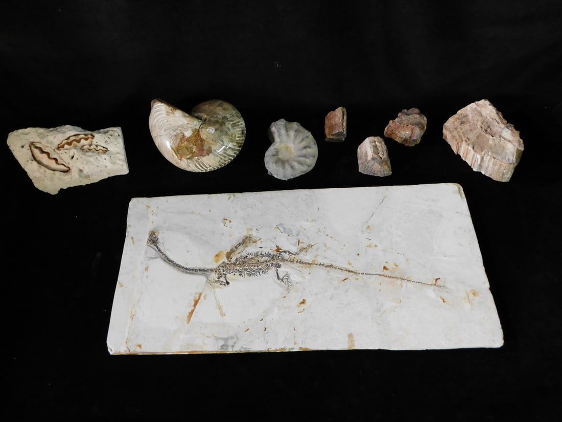 FOUR FOSSILS INC.. HYPHALOSAURUS AND AMMONITE AND COLLECTION OF PETRIFIED WOOD 4 PIECES (1 of 20)