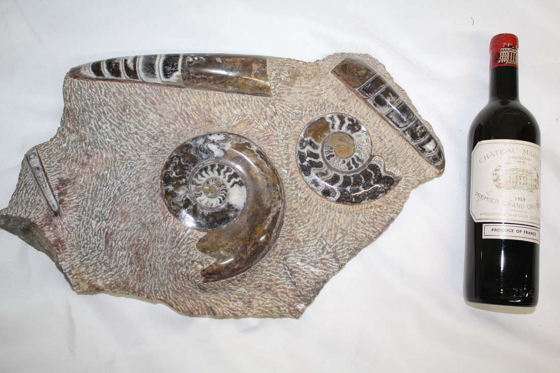 IMPRESSIVE LARGE FOSSIL CLUSTER SPECIMEN SLAB W/AMMONITE 20" X 14 1/2" X 4 1/2" (1 of 12)