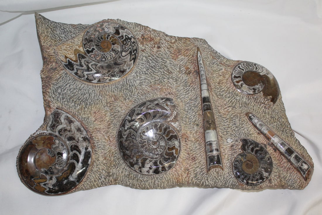 IMPRESSIVE LARGE FOSSIL CLUSTER SPECIMEN SLAB W/AMMONITE 23" X 15 1/2" X 1 1/2" (1 of 13)