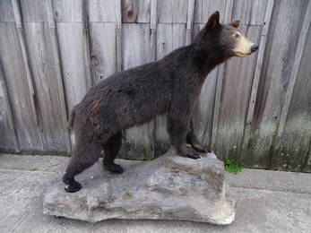 STANDING BLACK BEAR TAXIDERMY W/STAND 54" X 56" X 26"