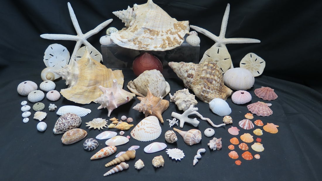EXTENSIVE LOT OF SHELLS INC.. LARGE CONCH, STARFISH, AND SAND DOLLARS 5 X 9.5 X 8 LARGEST (1 of 11)
