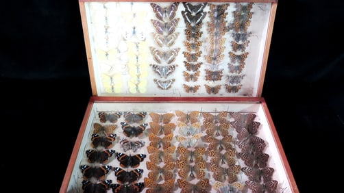 TWO LARGE ENTOMOLOGY DISPLAYS OF BUTTERFLIES AND MOTHS