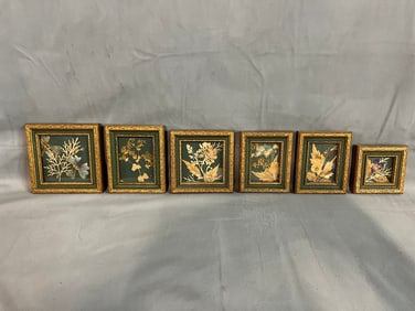 COLLECTION OF SIX FRAMED PRESSED DRIED FLOWERS