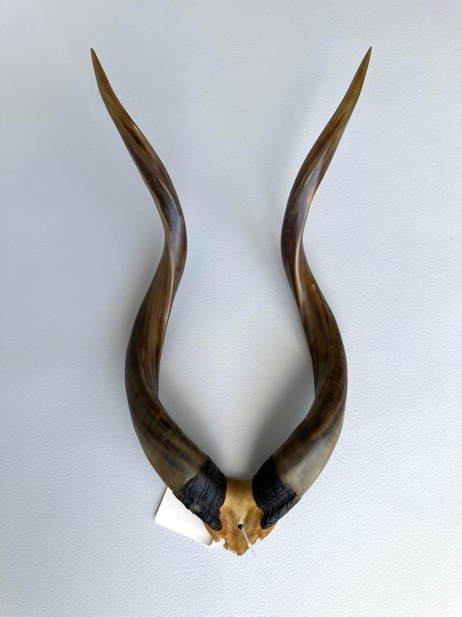 LARGE AFRICAN KUDO HORNS (1 of 10)
