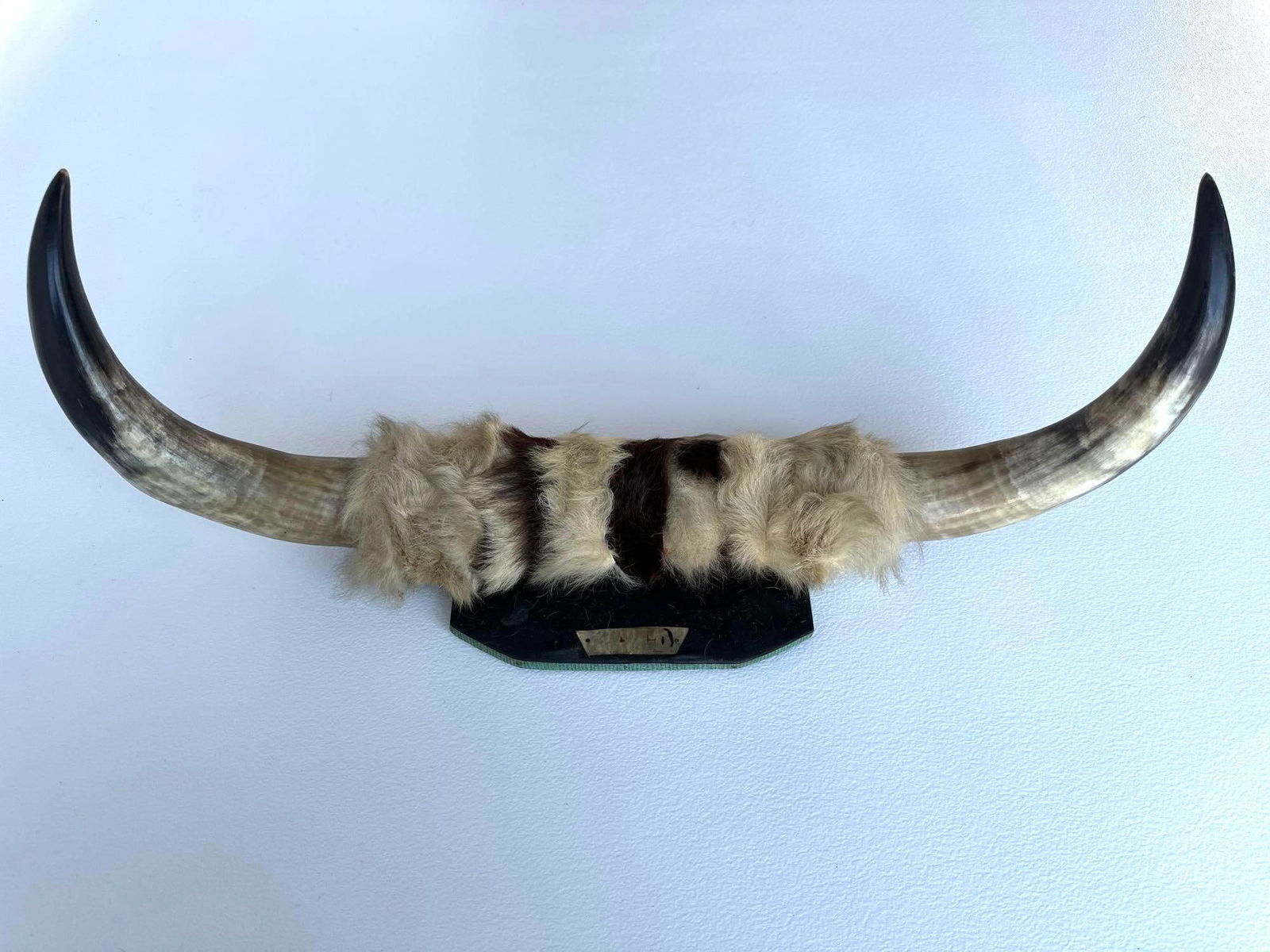 MOUNTED STEER HORNS (1 of 8)