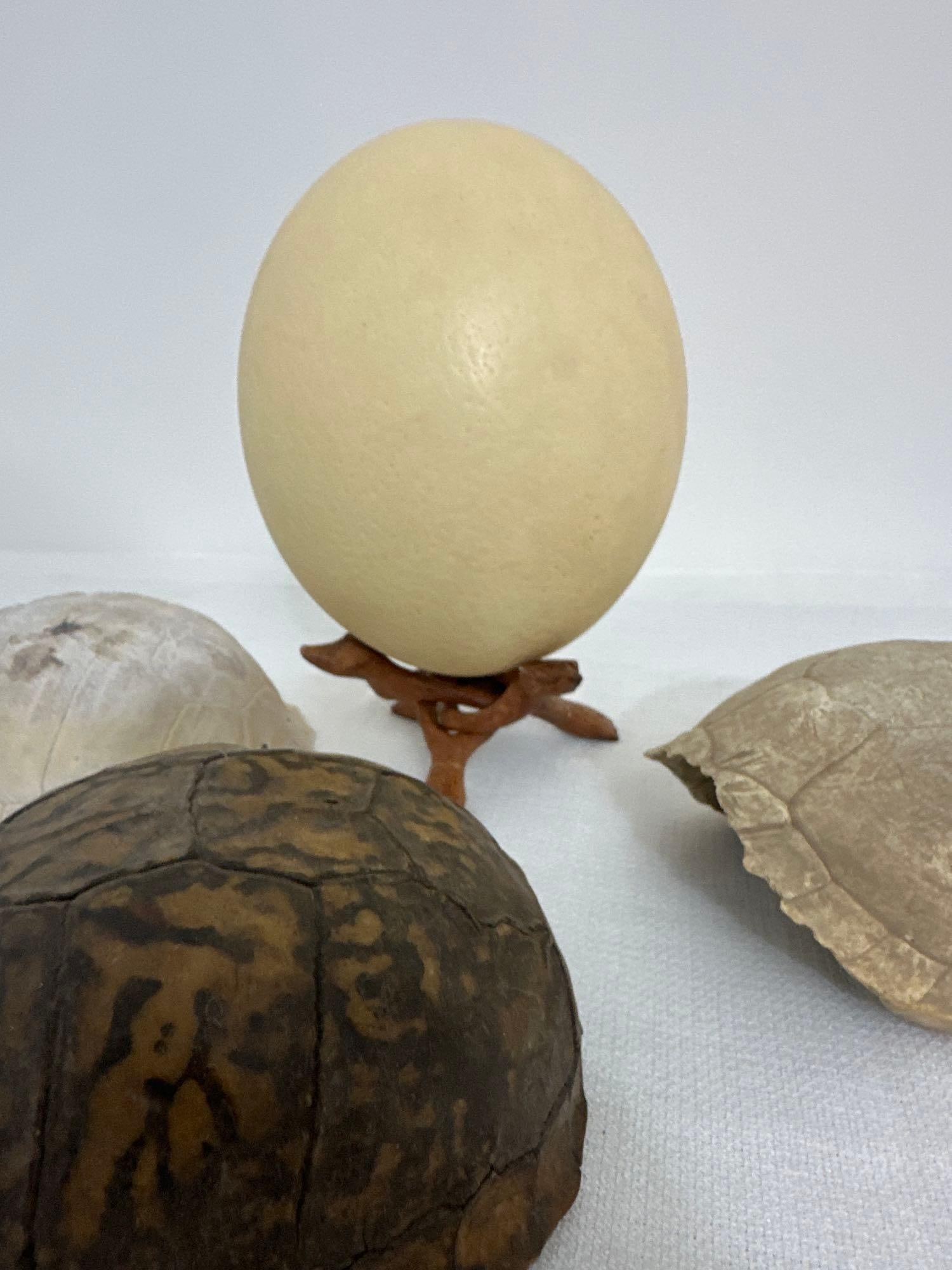 OSTRICH EGG WITH STAND AND THREE TURTLE SHELLS (1 of 4)