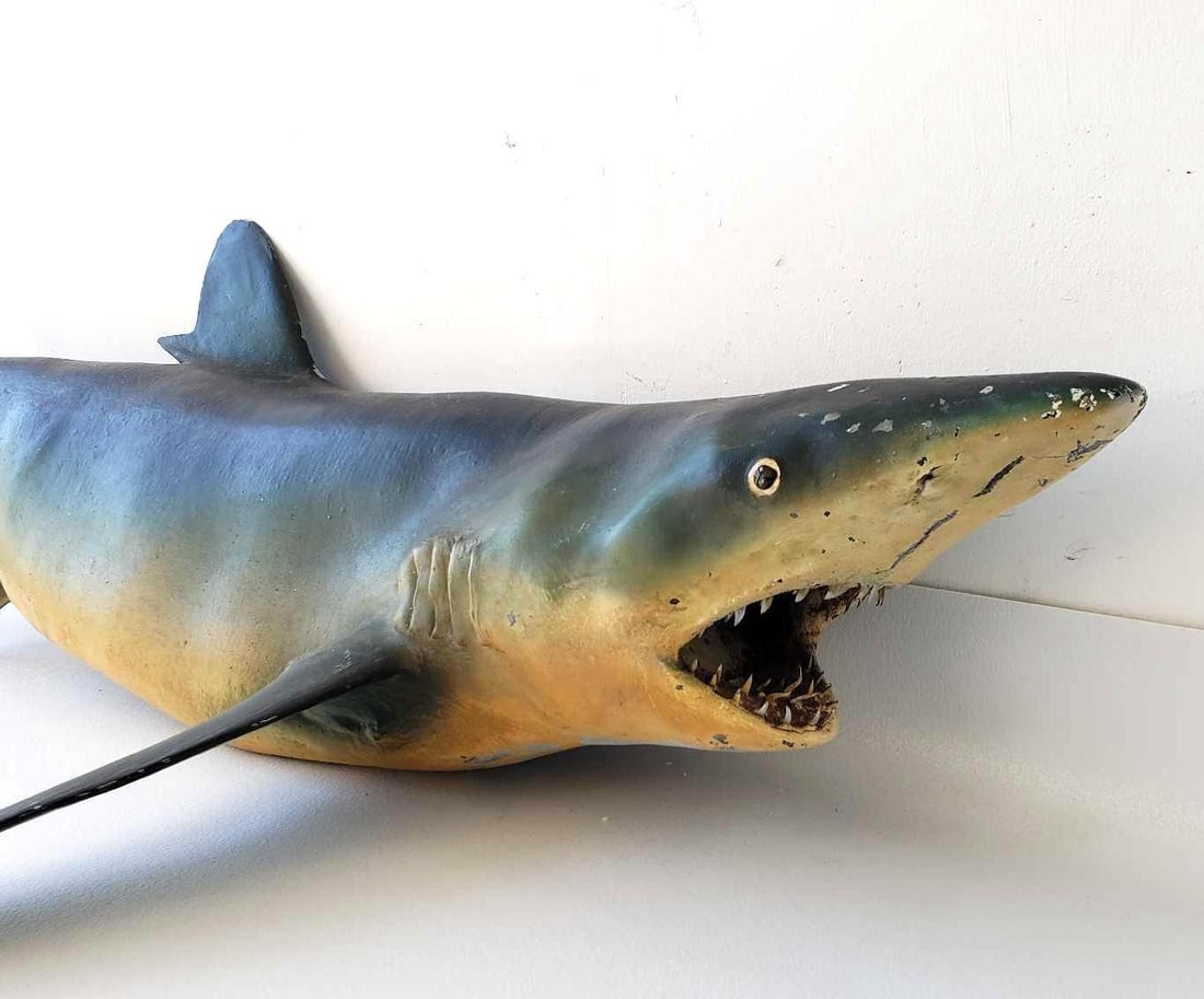 VINTAGE TAXIDERMY SHARK (1 of 16)