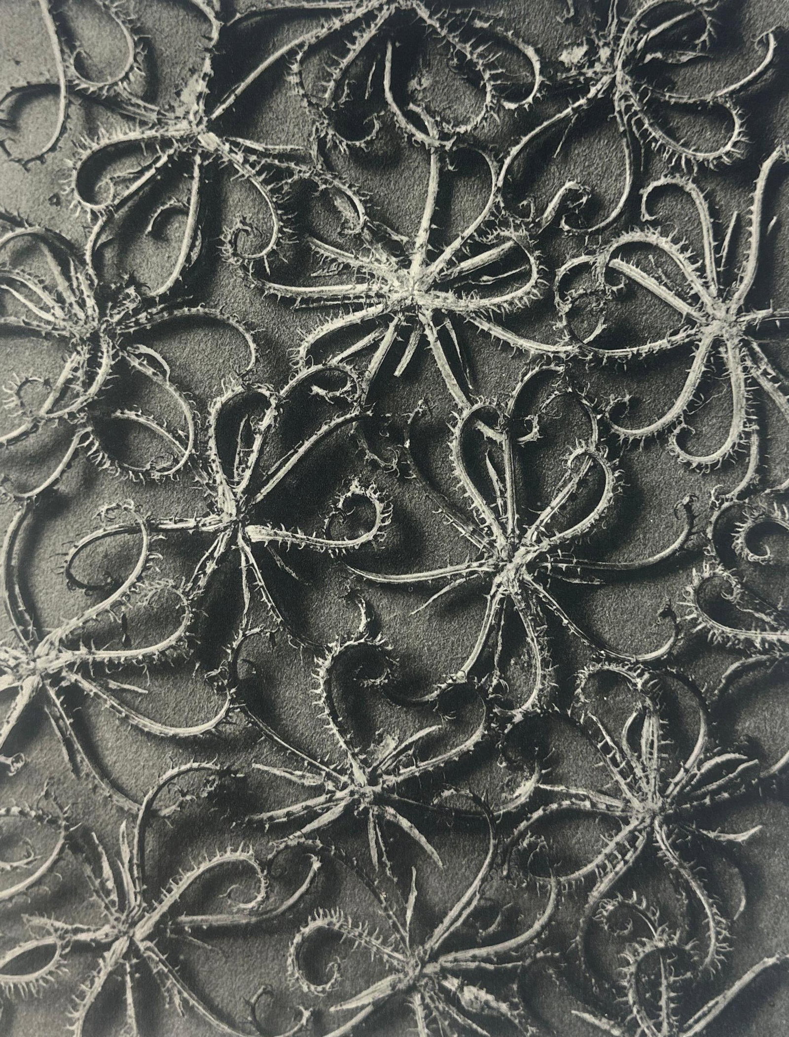 KARL BLOSSFELDT, KOELPINIA LINNEARIS, SHEET FED GRAVURE, 1942 GERMANY: A black and white photo print displaying multiple koelpinia linnearis in a repeating, organic, intricate pattern set against a dark background. (with certificate of authenticity) Dimensions: oa 14"