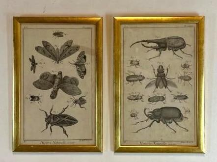 TWO HISTOIRE NATURELLE ANTIQUE GILT FRAMED INSECT BOOK PLATES (1 of 4)
