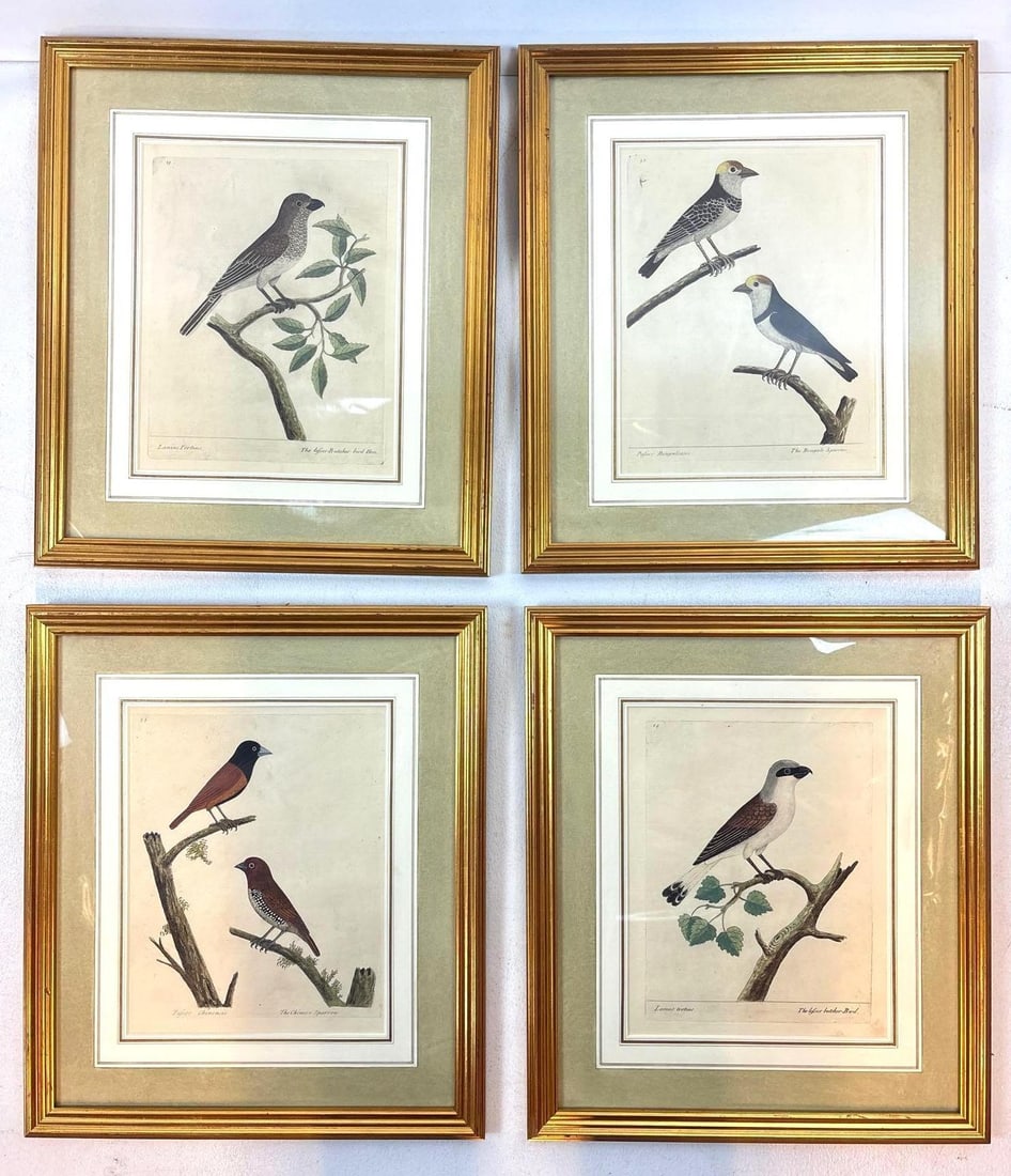 FOUR 18TH CENTURY ALEAZAR ALBIN FRAMED HAND-TINTED ENGRAVINGS OF BIRDS (1 of 13)