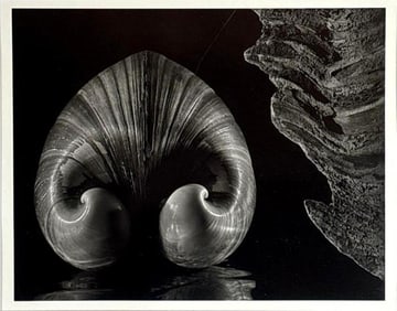 RUTH BERNHARD SHELL AND DRIFTWOOD 1942 PRINTED LATER