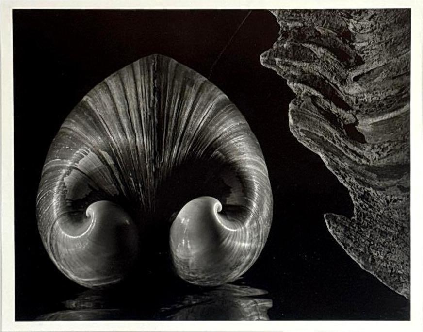 RUTH BERNHARD SHELL AND DRIFTWOOD 1942 PRINTED LATER (1 of 5)