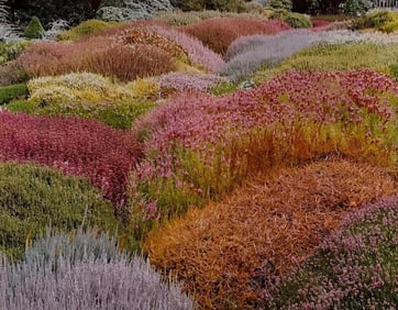 CHRISTOPHER BURKETT CIBACHROME PHOTO "SUMMER HEATHER GARDEN"
