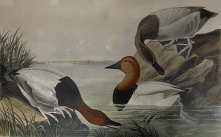 FRAMED HAND COLORED AUDUBON ENGRAVING 1836