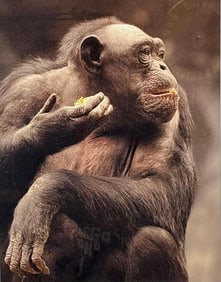 CHIMPANZEE PHOTO SIGNED "BREAKFAST REVERIE"