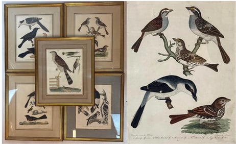 COLLECTION OF FIVE VINTAGE FRAMED BIRD PRINTS