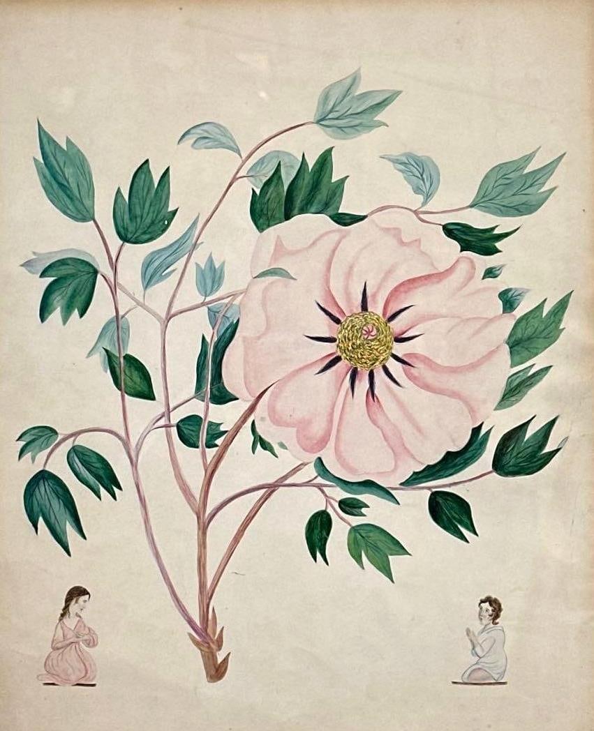 RARE INDIAN MUGHAL COMPANY SCHOOL BOTANICAL PAINTING, GOUACHE ON PAPER, PEONY, FIGURED STUDY, 19TH C (1 of 5)