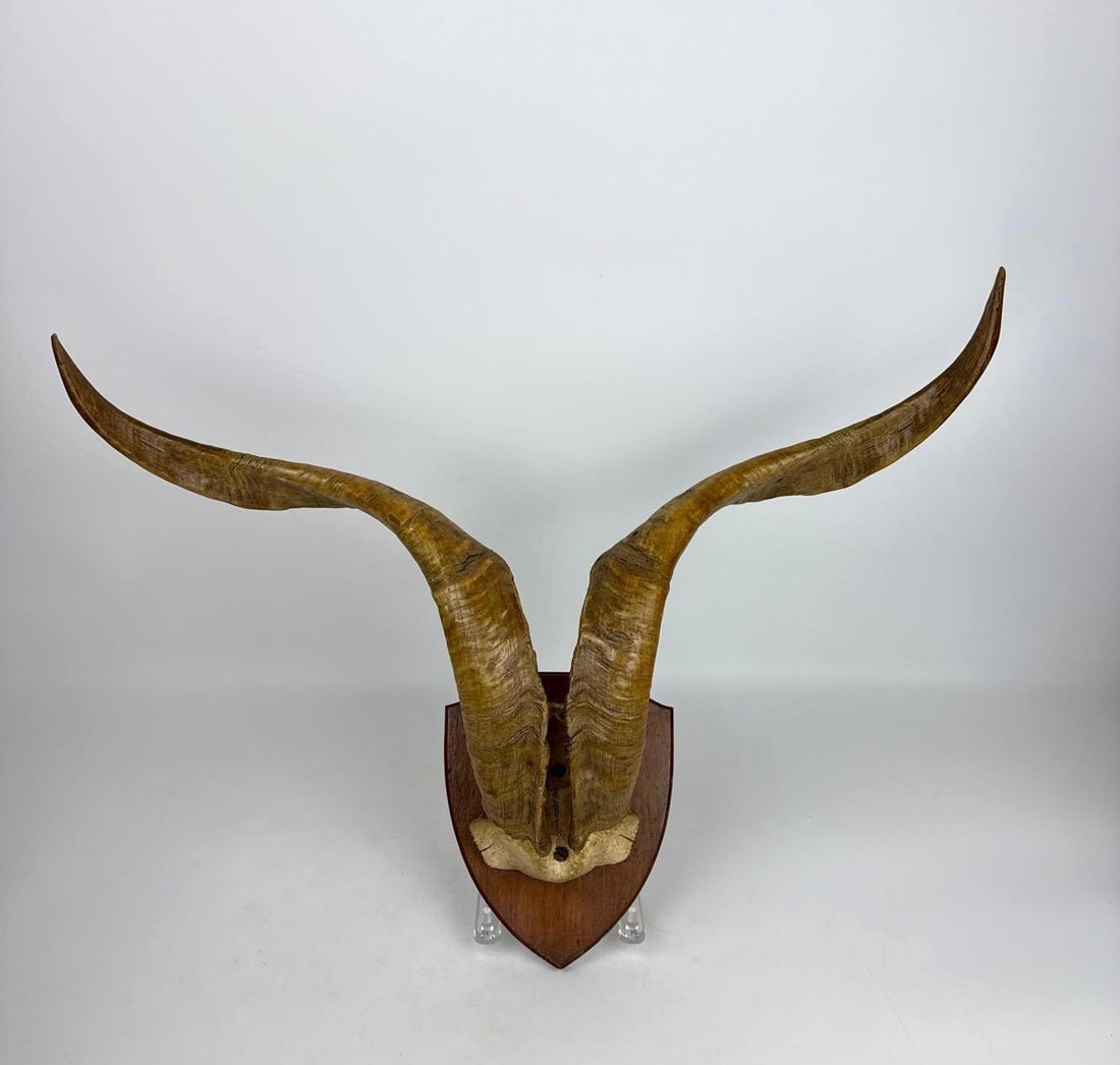 VINTAGE TRADITIONAL CATALINA GOAT HORN TAXIDERMY MOUNT: Antique horns on partial skull plate mounted to a wooden shield plaque. Approximate Dimensions: 12.5” h x 23.5”w x 10”d Artist or Maker: Unknown Provenance: From a New York Collecto