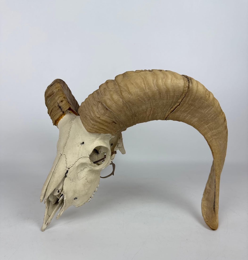 LARGE NATURAL RAM SKULL WITH CURVED HORNS: Natural ram skull specimen with large spiraled horns and weathered bone finish. Approximate Dimensions: 12” h x 16.5” w x 12” dia Artist or Maker: Unknown P