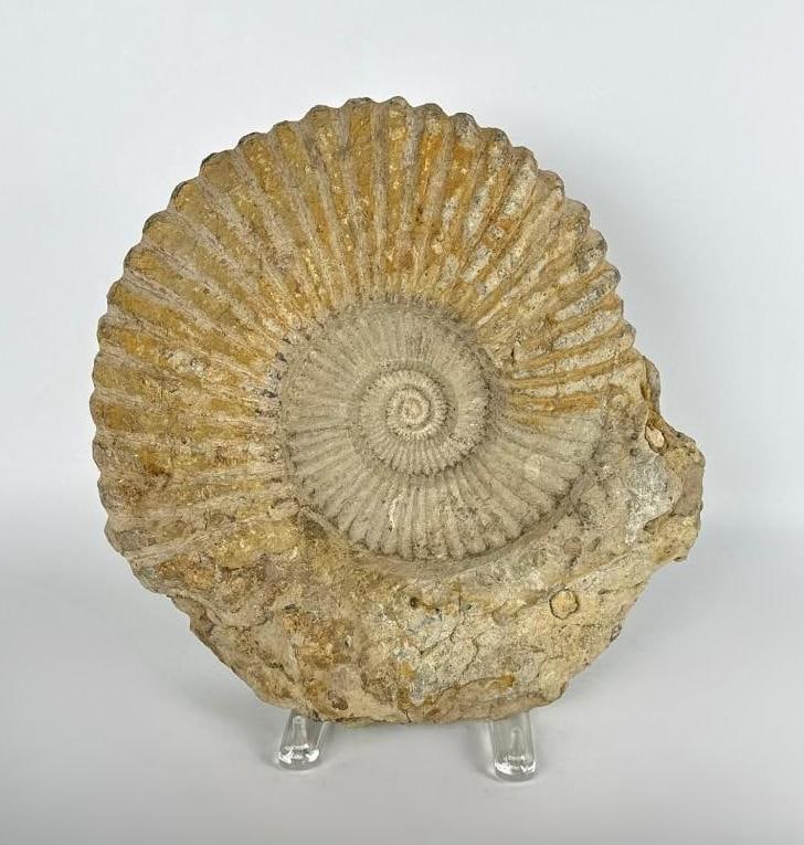 LARGE AMMONITE FOSSIL SPECIMEN (1 of 6)