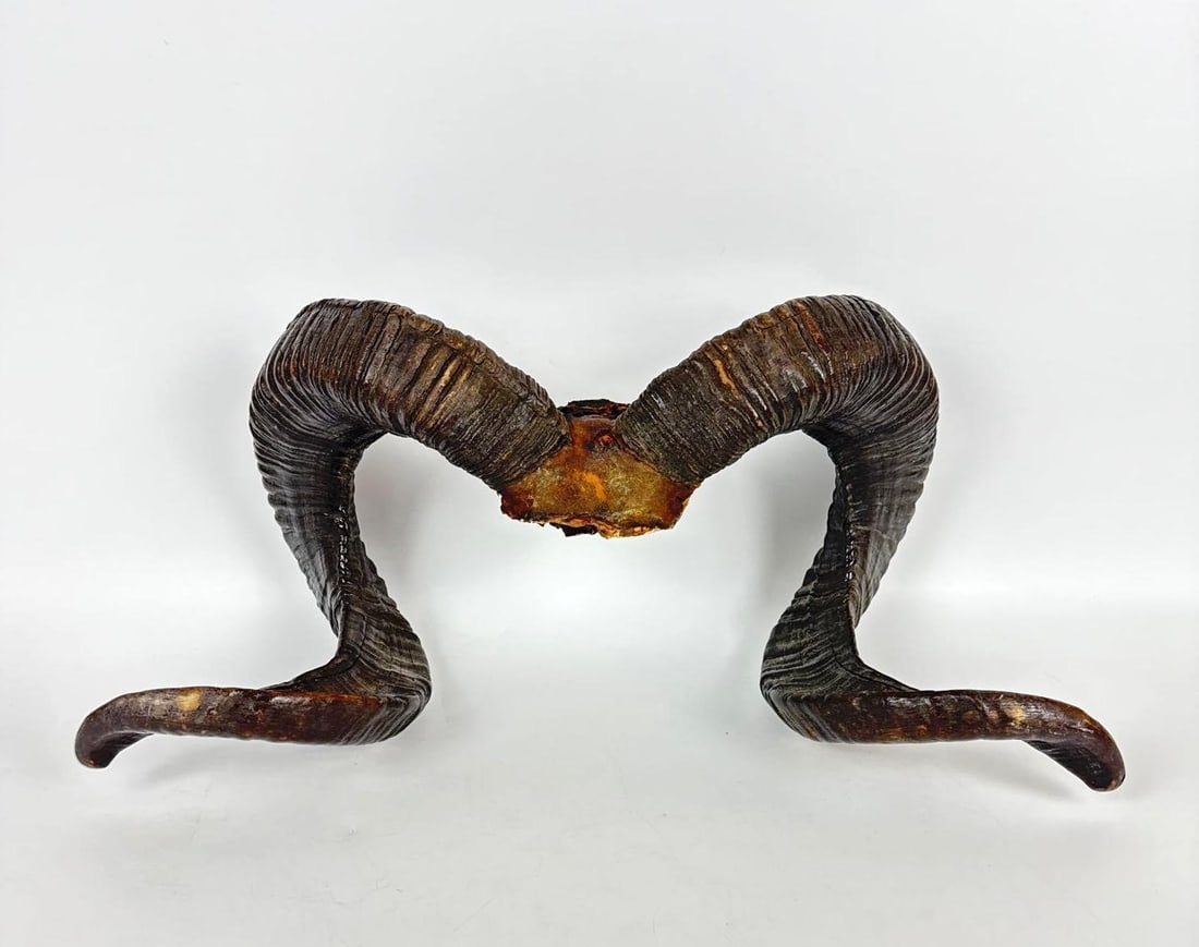 ANTIQUE TAXIDERMY RAM HORN (1 of 9)