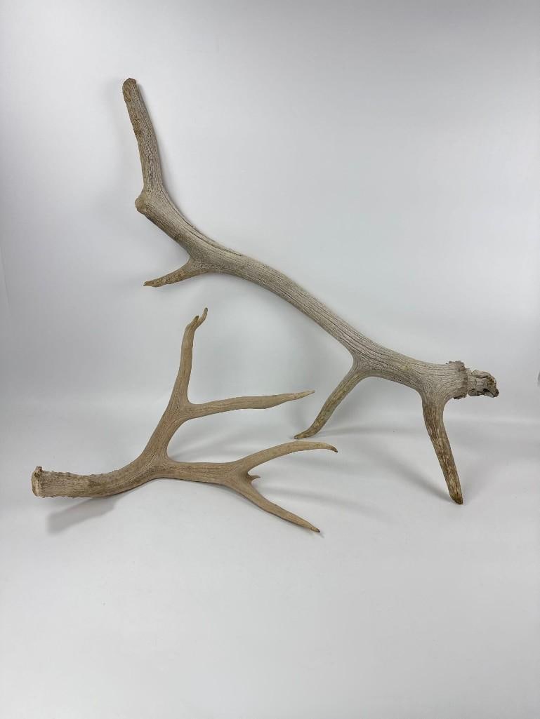 TWO VINTAGE LARGE NATURAL SHED DEER ANTLER SPECIMENS: Pair of authentic naturally shed multi-point deer antlers with weathered texture and organic form for rustic home decor or craft use. Approximate Dimensions: Larger 37”; smaller 19.5 Artist or