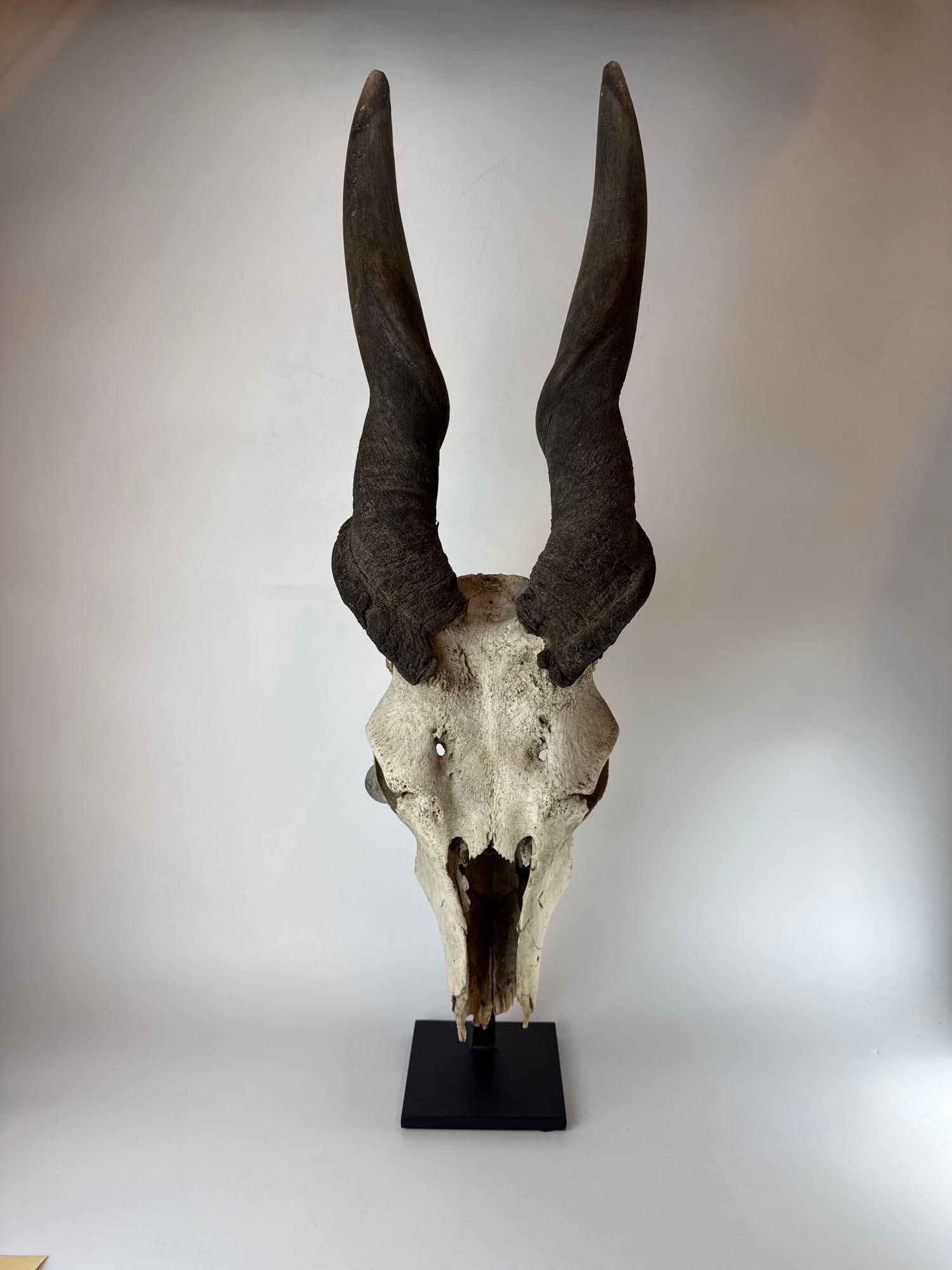 LARGE ANTELOPE SKULL (1 of 7)