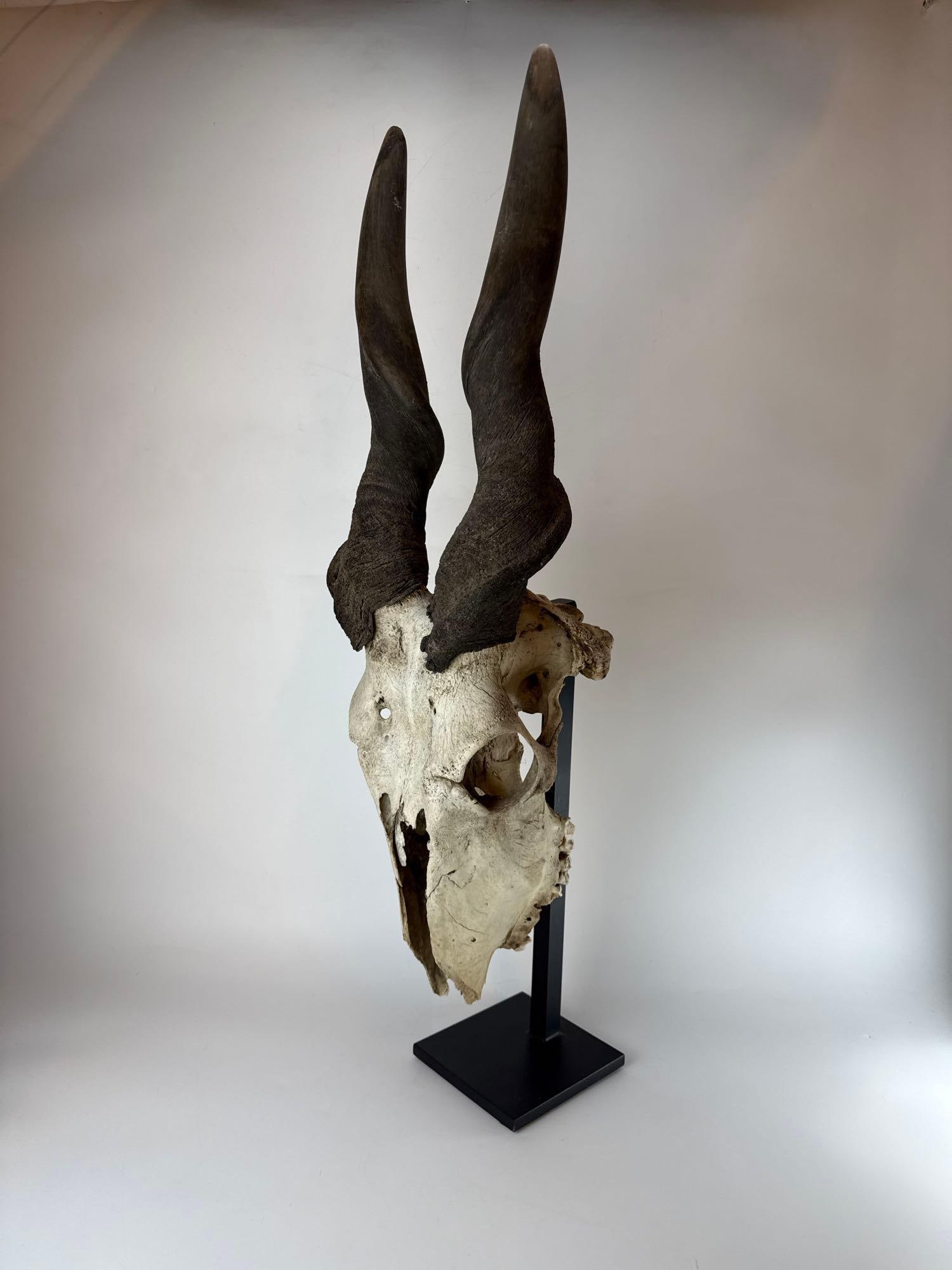 LARGE ANTELOPE SKULL - 2