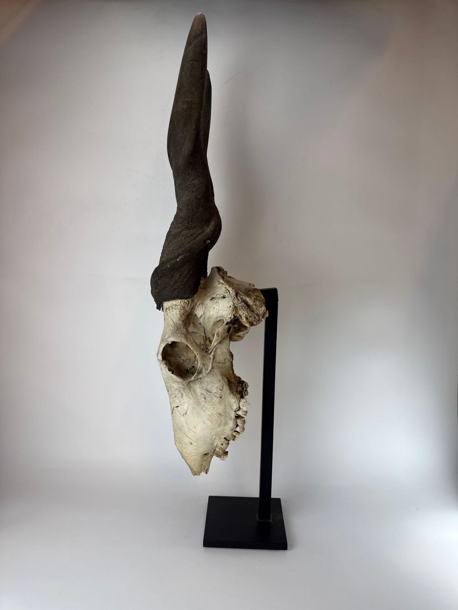 LARGE ANTELOPE SKULL - 3