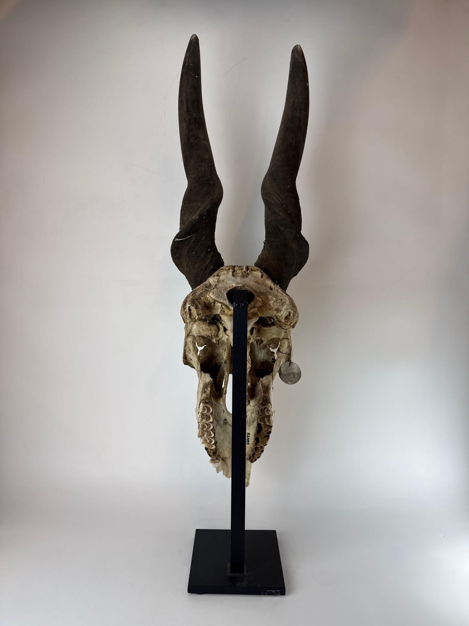 LARGE ANTELOPE SKULL - 4
