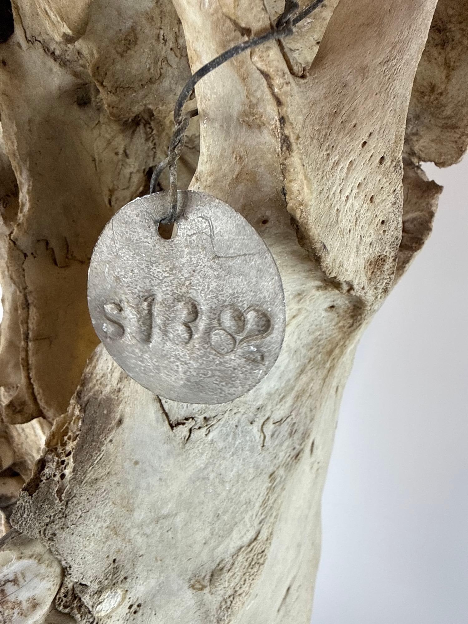 LARGE ANTELOPE SKULL - 5