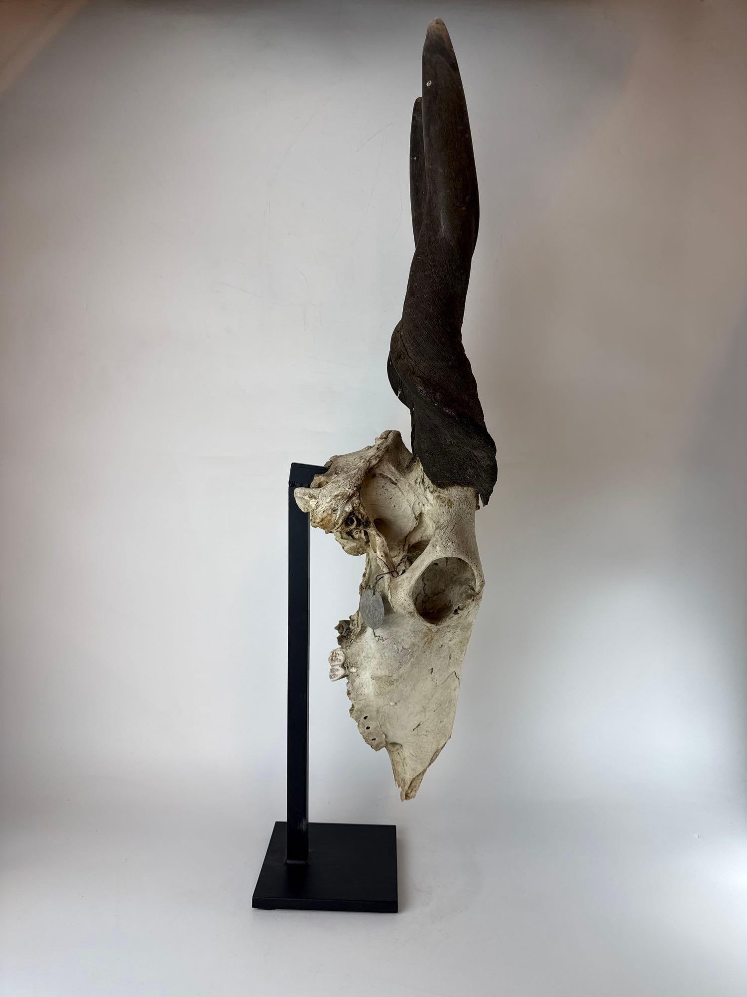 LARGE ANTELOPE SKULL - 6