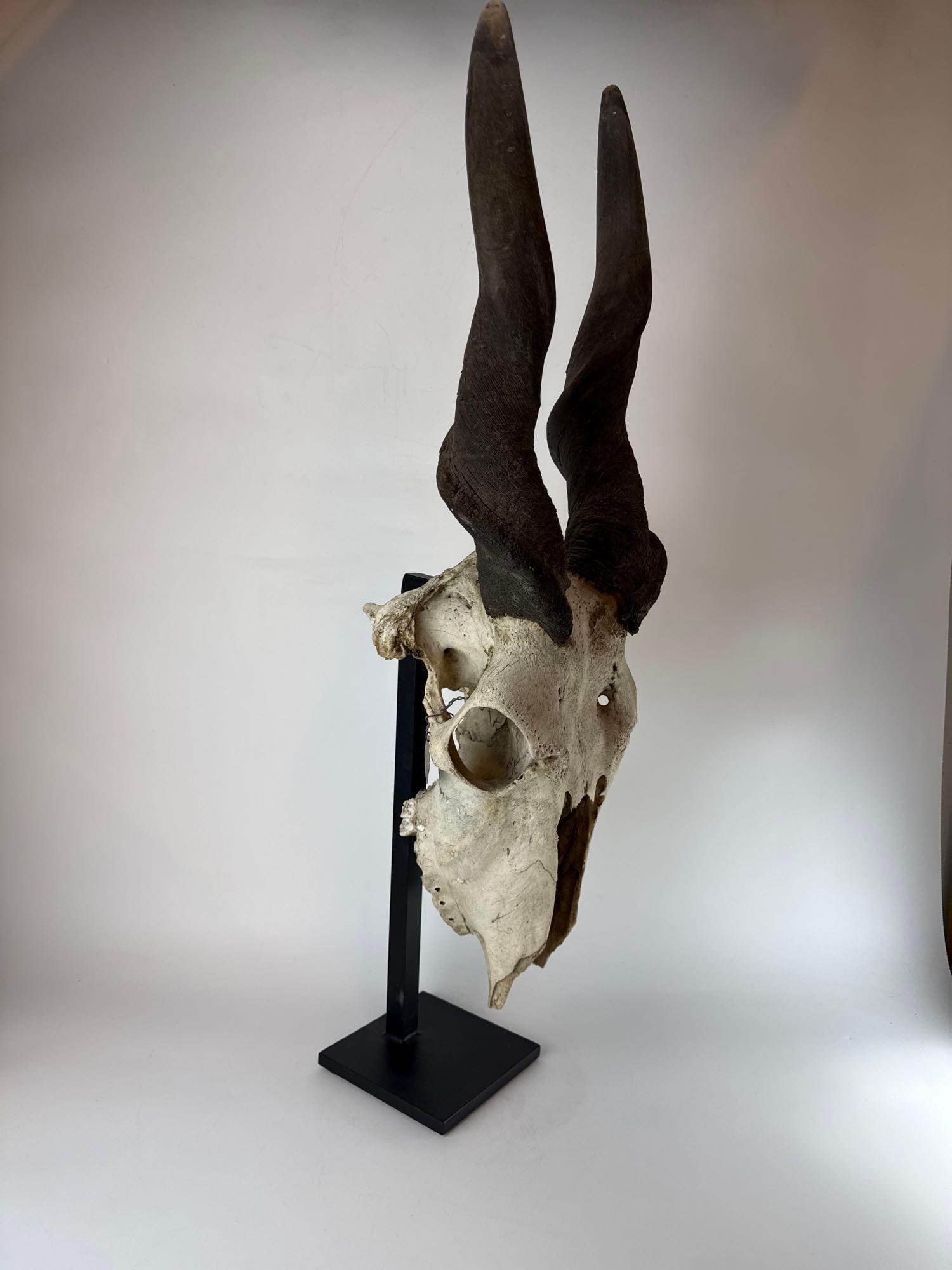 LARGE ANTELOPE SKULL - 7