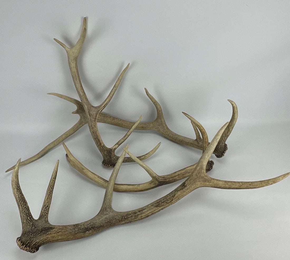 LARGE VINTAGE DEER SHED ANTLERS NATURAL SPECIMEN (1 of 9)