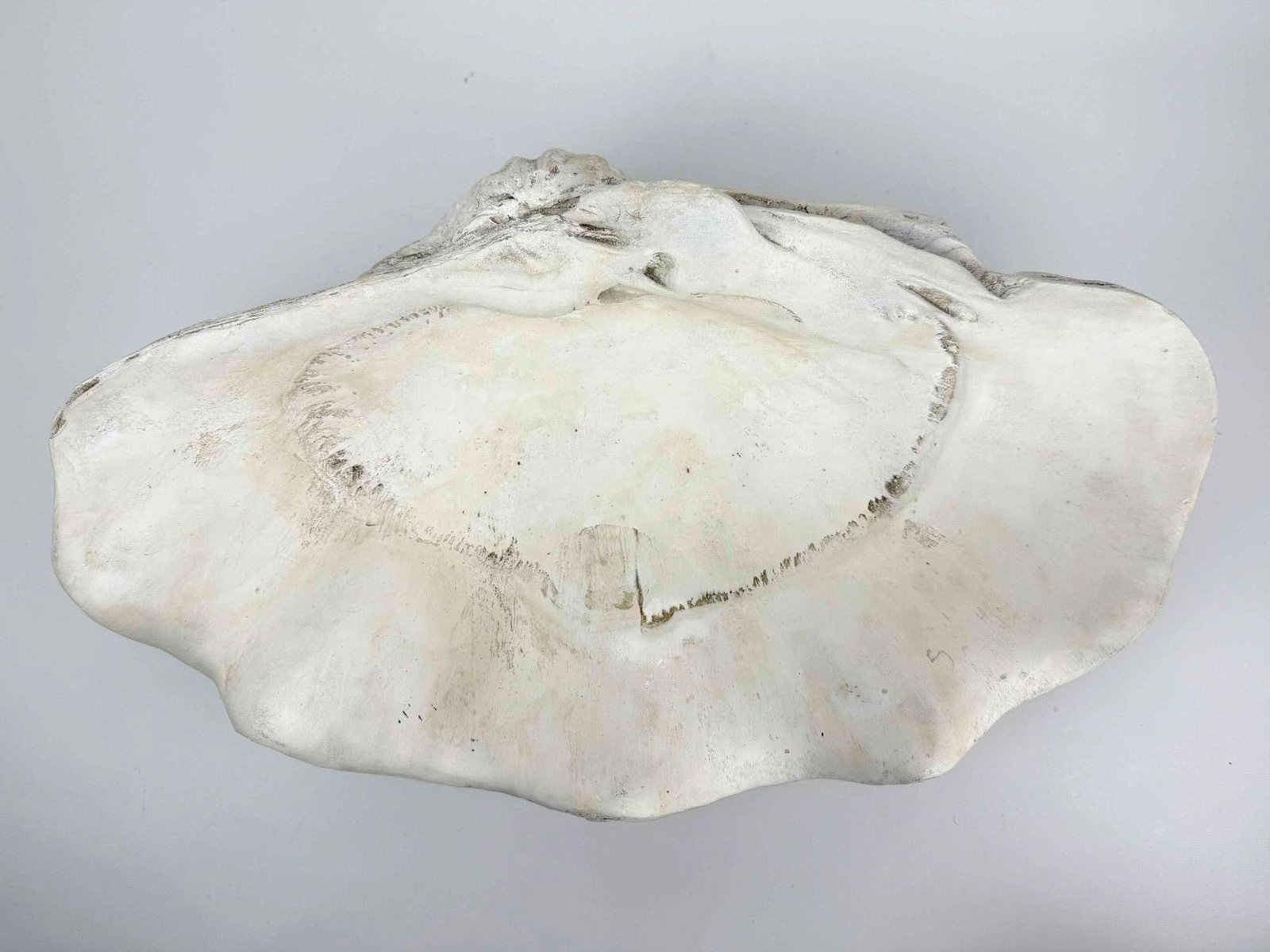 FAUX GIANT CLAMSHELL - 12
