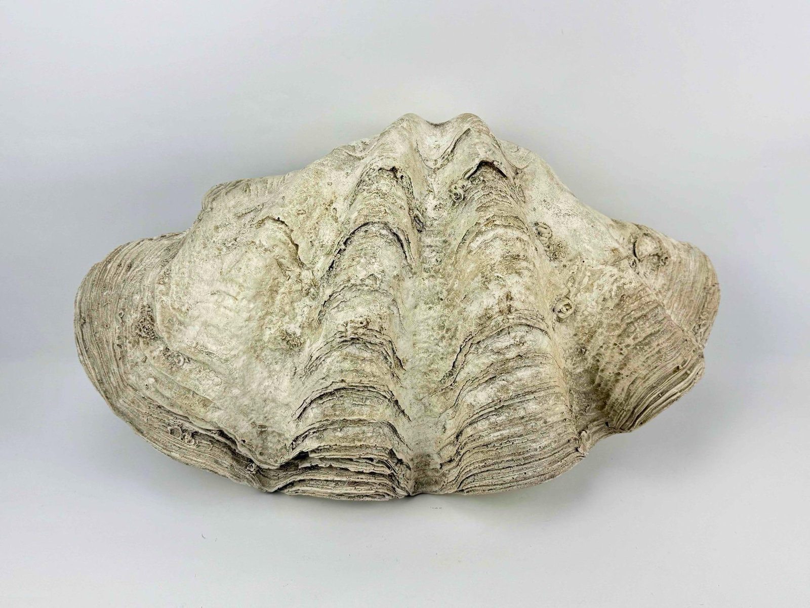 FAUX GIANT CLAMSHELL: Large realistic composite faux giant clam shell sculpture bowl coastal home accent. Approximate Dimensions:Â 6.5â€h x 22â€w x 12.5â€d Artis