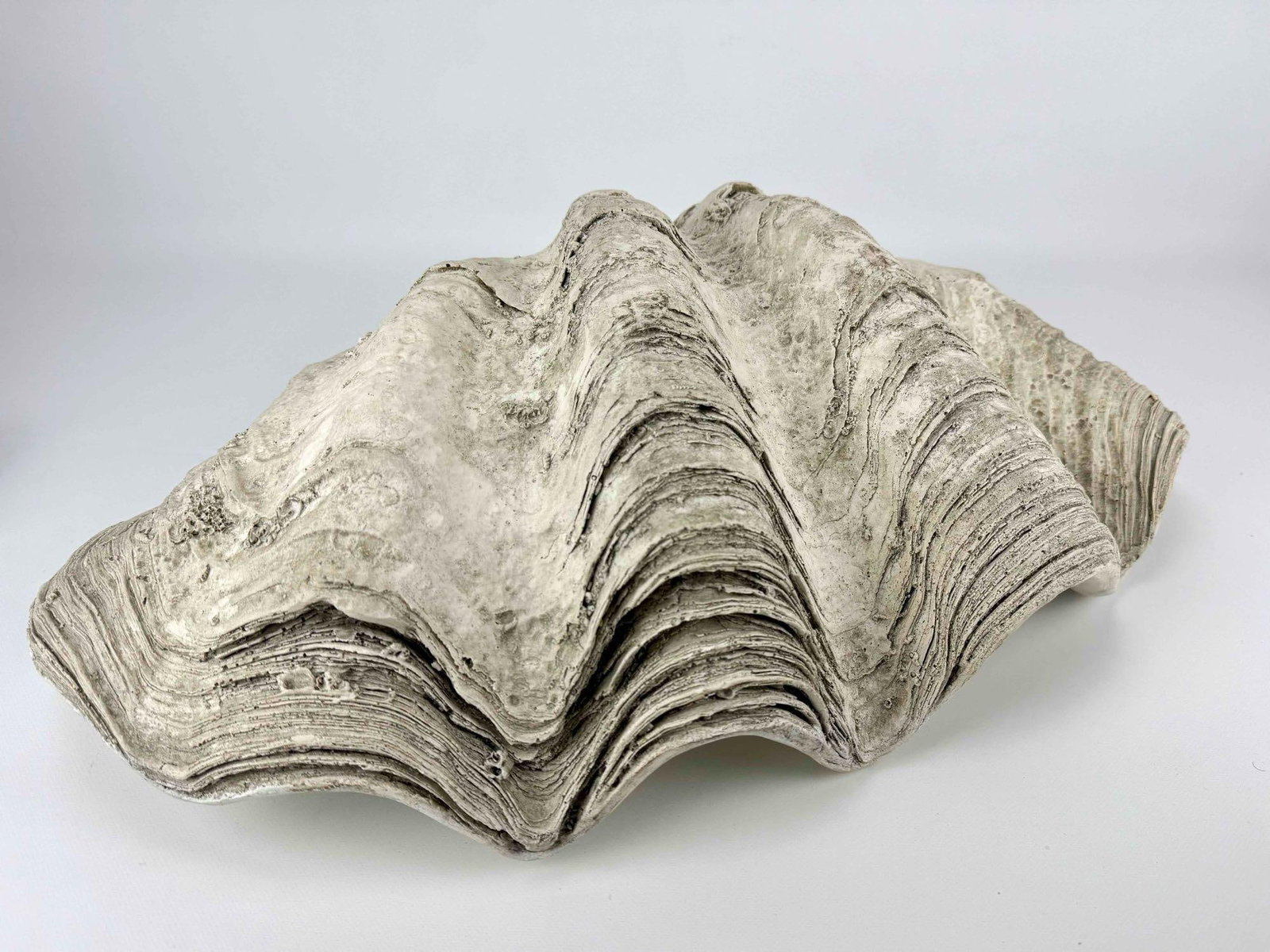 FAUX GIANT CLAMSHELL - 4