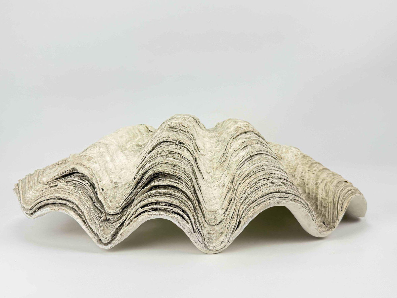 FAUX GIANT CLAMSHELL - 5